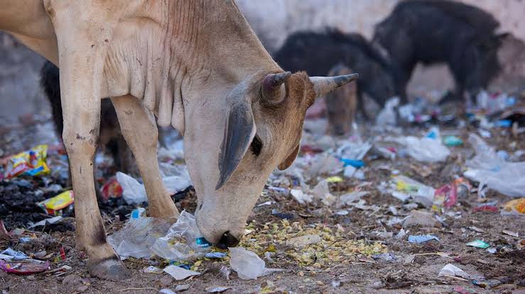 चौंकाने वाला मामला, गाय के पेट से निकली 28 किलो प्लास्टिक और 41 कीलें