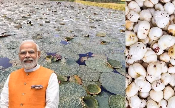 मखाना उद्योग को मिलेगा नया आयाम, पीएम मोदी ने किया राष्ट्रीय बोर्ड का ऐलान