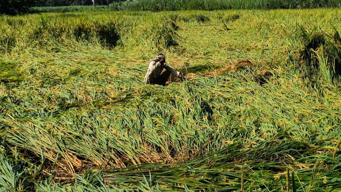 बरेली-बदायूं में बारिश, लखीमपुर खीरी में तेज हवा ने पलटी धान की फसल