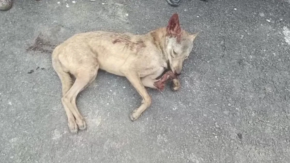 बहराइच: 37 दिनों से आतंक मचाने वाला भेड़िया ढेर, ग्रामीणों ने ली राहत की सांस