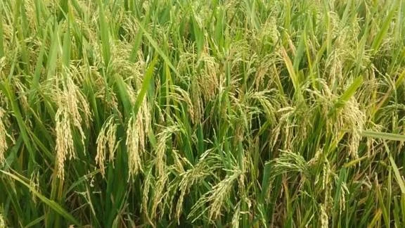 पंजाब में बाढ़ और फसल रोग की दोहरी मार से घटा धान उत्पादन, खरीद लक्ष्य अधूरा