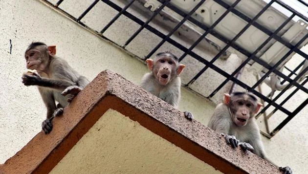 मुजफ्फरनगर: अब बंदर पकड़ने की ज़िम्मेदारी वन विभाग के हवाले