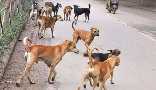 कुपवाड़ा-पुंछ के स्कूलों में शिक्षक होंगे आवारा कुत्तों के नोडल अधिकारी