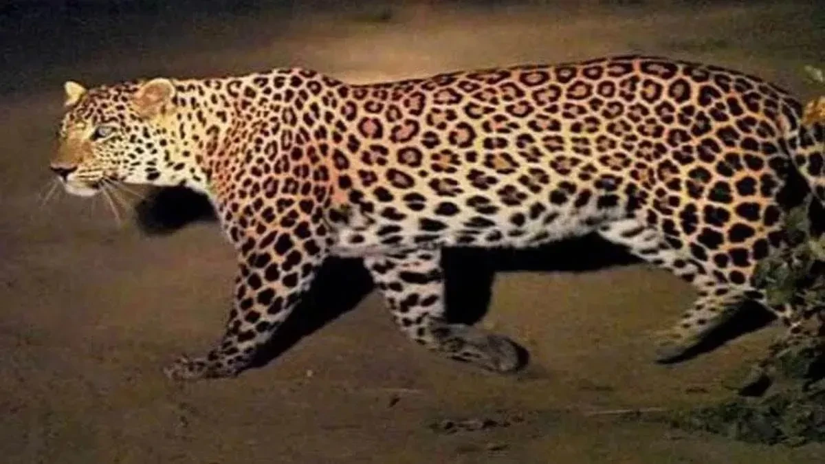 मेरठ कैंट में कई दिन से दिख रहा तेंदुआ, दहशत में सैनिकों के परिवार