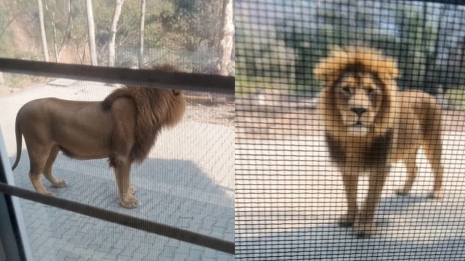यमकेश्वर में एआई शेर ने मचाई अफरातफरी, छुट्टी न मिलने पर मजदूरों ने वीडियो किया वायरल