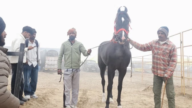 मुक्तसर पशु मंडी में दिखे करोड़ों के घोड़े, पर्शियन कैट भी बनी आकर्षण का केंद्र