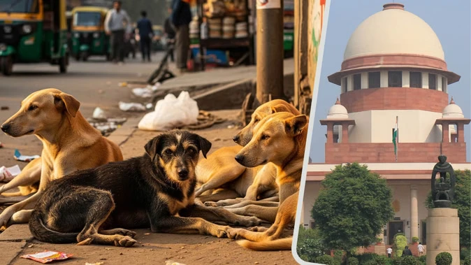 ‘शहर में कचरा बढ़ने से आवारा कुत्तों की संख्या बढ़ी’: सुप्रीम कोर्ट में वकील की दलील