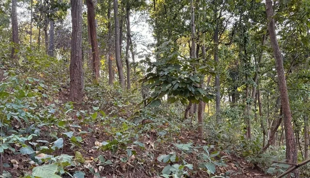 रांची: सारंडा में ‘ऑपरेशन मेगाबुरू’ से माओवादियों की कमर टूटी, 17 ढेर