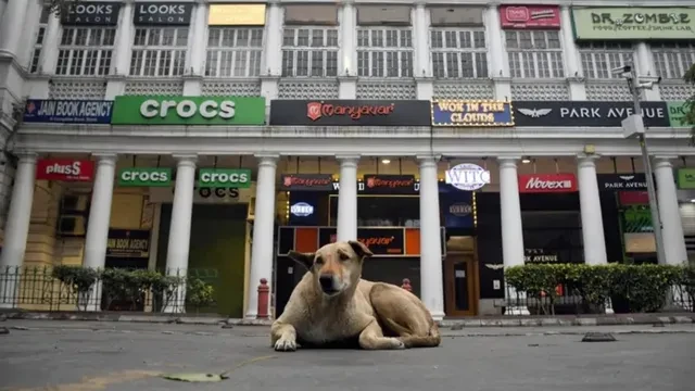 तेलंगाना में हनमकोंडा जिले में 200 कुत्तों की कथित हत्या, आंकड़ा 1,100 पहुंचा