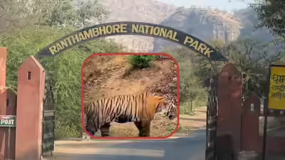 रणथंभौर में टाइगर सफारी के दौरान मोबाइल फोन पर लगी रोक
