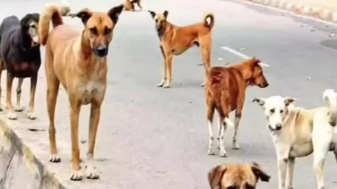 उत्तर प्रदेश में डॉग शेल्टर होम और एबीसी सेंटर बनाने की प्रक्रिया तेज