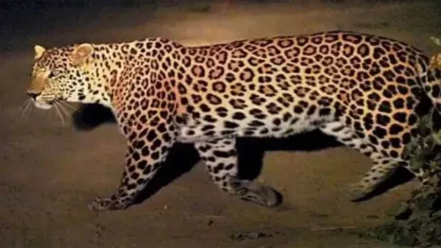बहराइच: तेंदुए के हमले में सात वर्षीय बालक घायल, ग्रामीणों की सतर्कता से बची जान