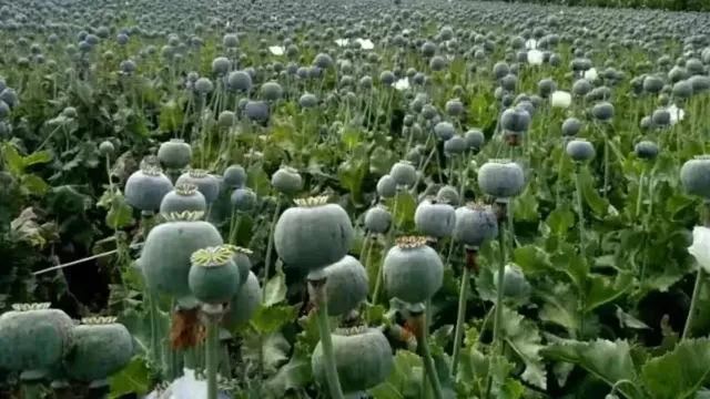 बीजेपी नेता की पकड़ी गई अवैध अफीम खेती, पार्टी ने किया सस्पेंड