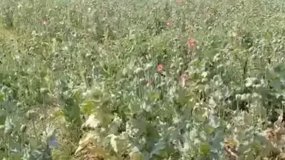 रायगढ़ में अफीम की फसल बरामद, पुलिस ने आरोपी को हिरासत में लिया