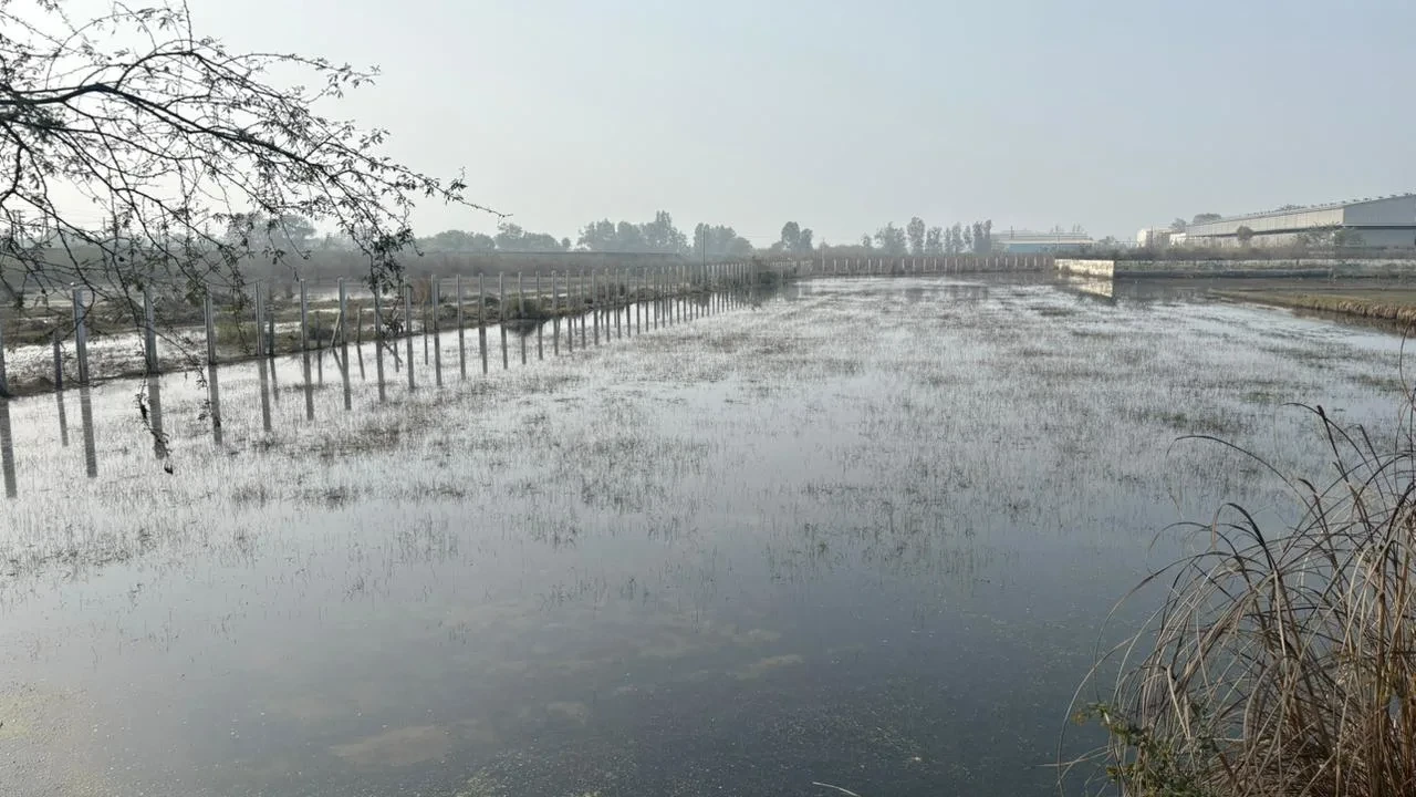 फैक्ट्री और बूचड़खानों का गंदा पानी सींच रहा अनाज, पेट व किडनी रोगों में इजाफा