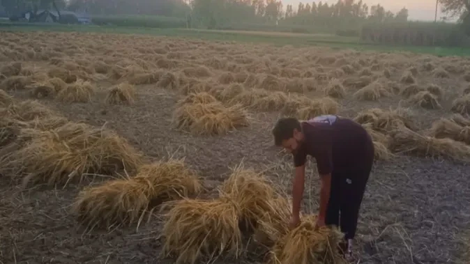 बेमौसम बारिश से गेहूं की फसल को नुकसान, किसानों की बढ़ी चिंता