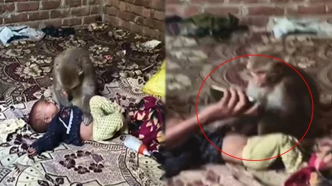 चरथावल में बंदर ने नवजात बच्ची को बनाया बंधक, मोबाइल से बचाई गई जान