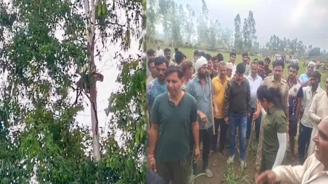 मेरठ के मोड कला गांव में पेड़ पर दिखा तेंदुआ, ग्रामीणों में दहशत