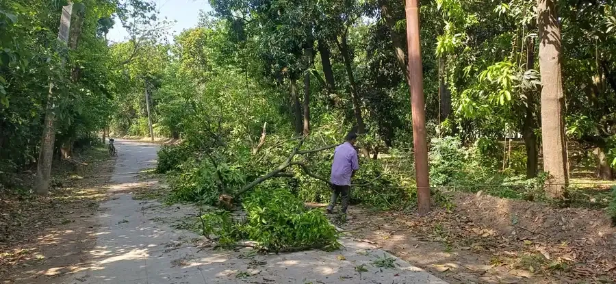 तेज आंधी और बारिश से पश्चिमी यूपी में भारी नुकसान, पेड़ और खंभे गिरे