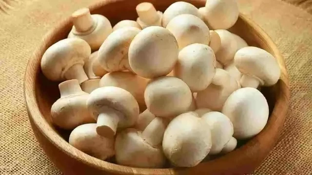 राजौरी: कोटरंका में जंगली मशरूम बना जानलेवा, एक की मौत, 7 अस्पताल में भर्ती
