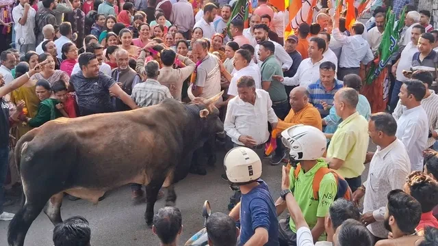 मंडी: जोगेंद्रनगर में जीत के जश्न के बीच सांड का हमला, 7 लोग घायल