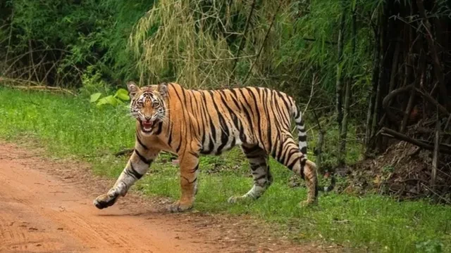 महाराष्ट्र: चंद्रपुर में दर्दनाक हादसा, बाघ के हमले में 4 महिलाओं की मौत