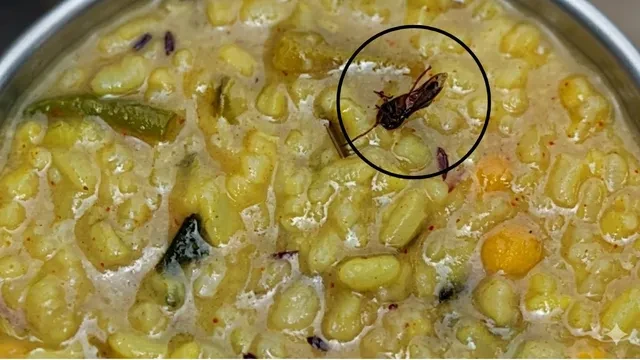 लखीसराय: मध्याह्न भोजन में मधुमक्खी मिलने पर स्कूल में अफरातफरी, जांच के आदेश