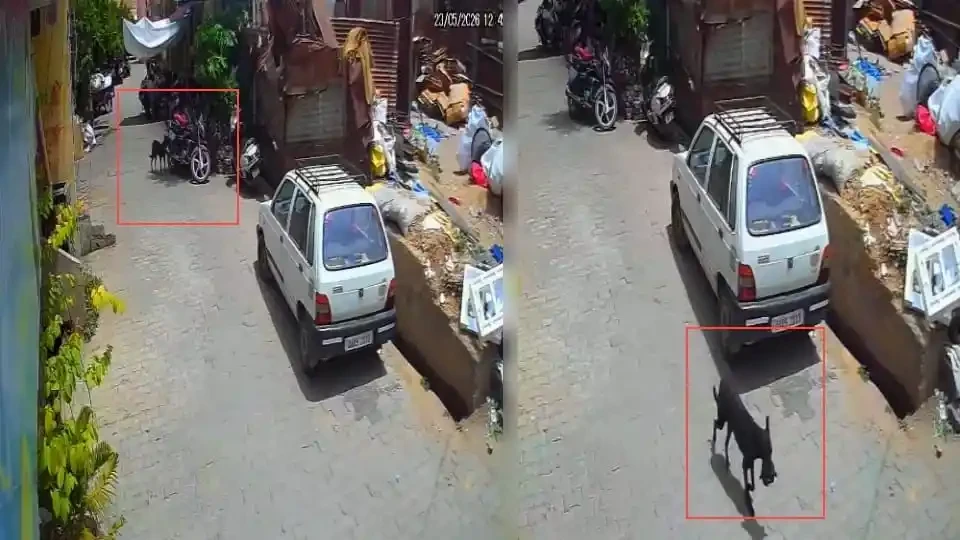 बिजनौर में अजीब घटना: बाइक पर टंगी 1 लाख की थैली लेकर भागा डॉगी