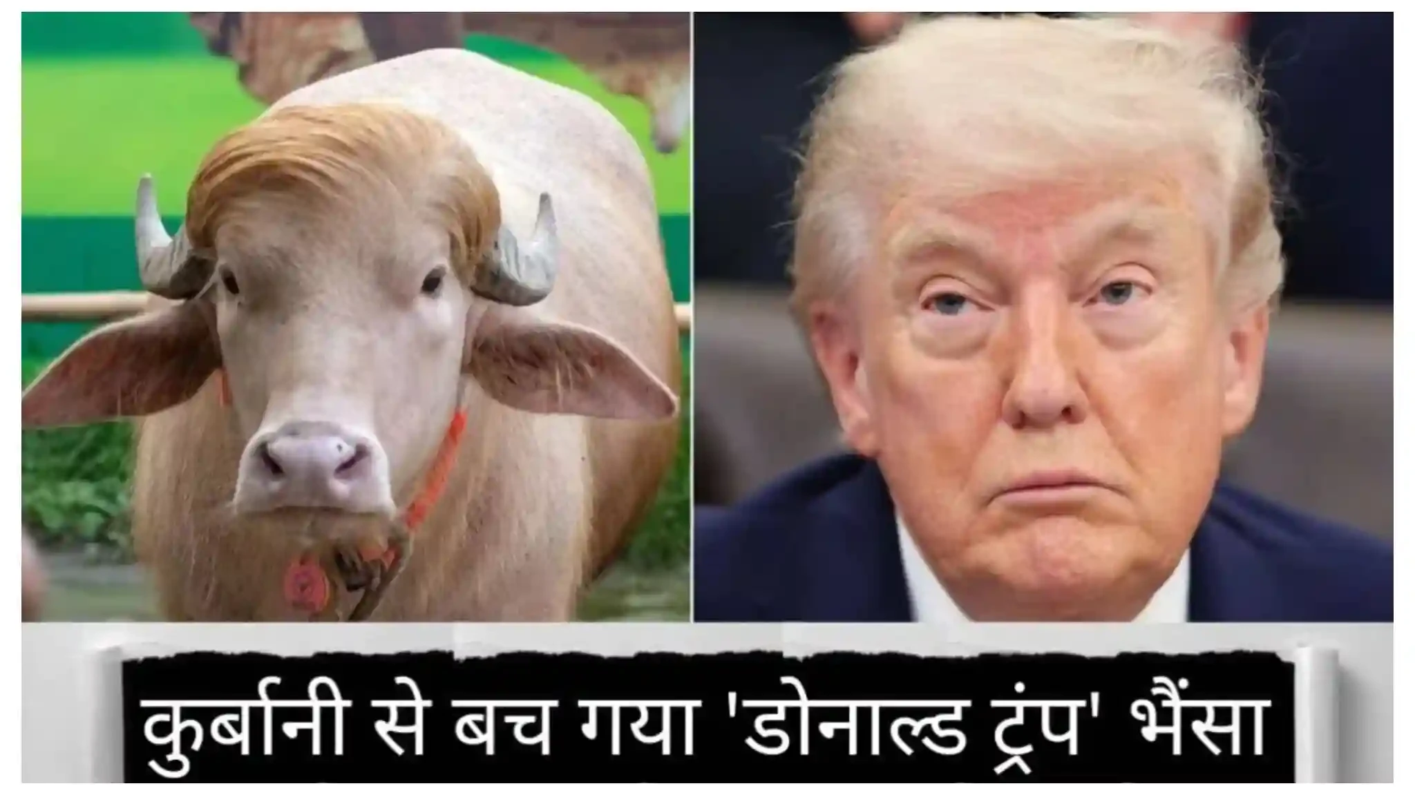 बांग्लादेश में ‘ट्रंप जैसे दिखने वाले’ भैंसे की कुर्बानी पर लगी रोक