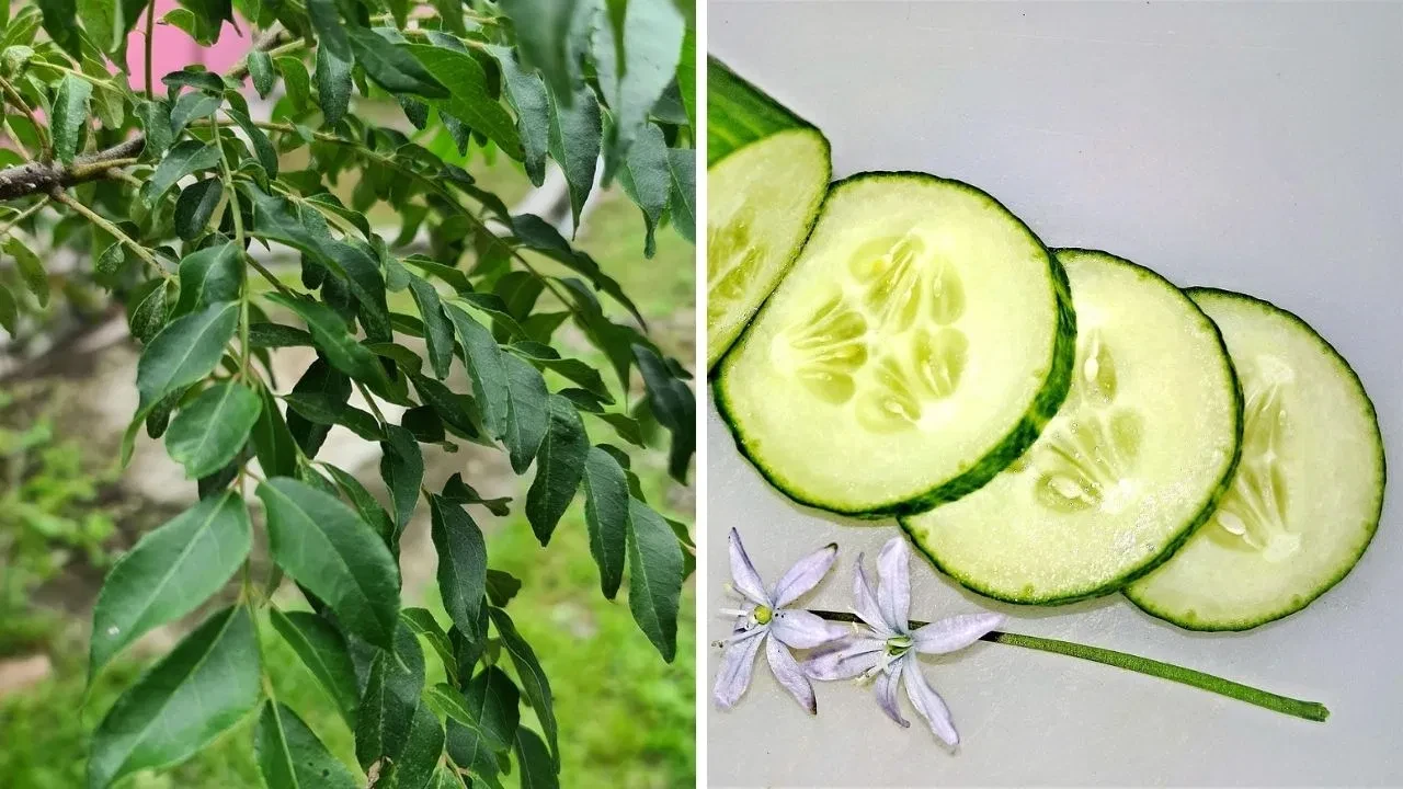 गर्मी में त्वचा की देखभाल कैसे करें? जानें नेचुरल घरेलू उपाय