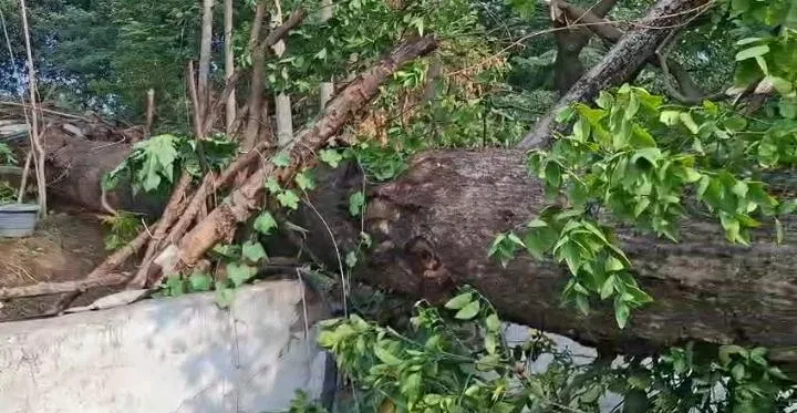 कोरबा में आंधी-तूफान का कहर, पेड़ की डाल गिरने से 3 युवकों की मौत