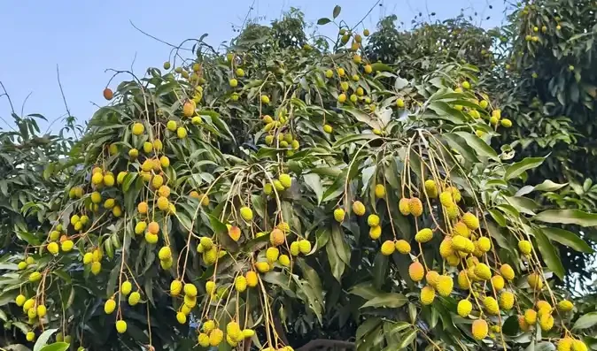 लीची की खेती से बढ़ रही किसानों की आमदनी, सरकार दे रही 50% तक सब्सिडी