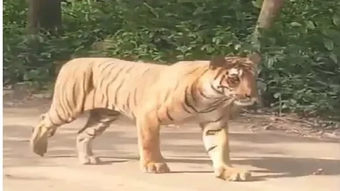 उत्तराखंड: बाघ के बेहद नजदीक पहुंची जिप्सी, सहमे पर्यटक; VIDEO वायरल होते ही एक्शन