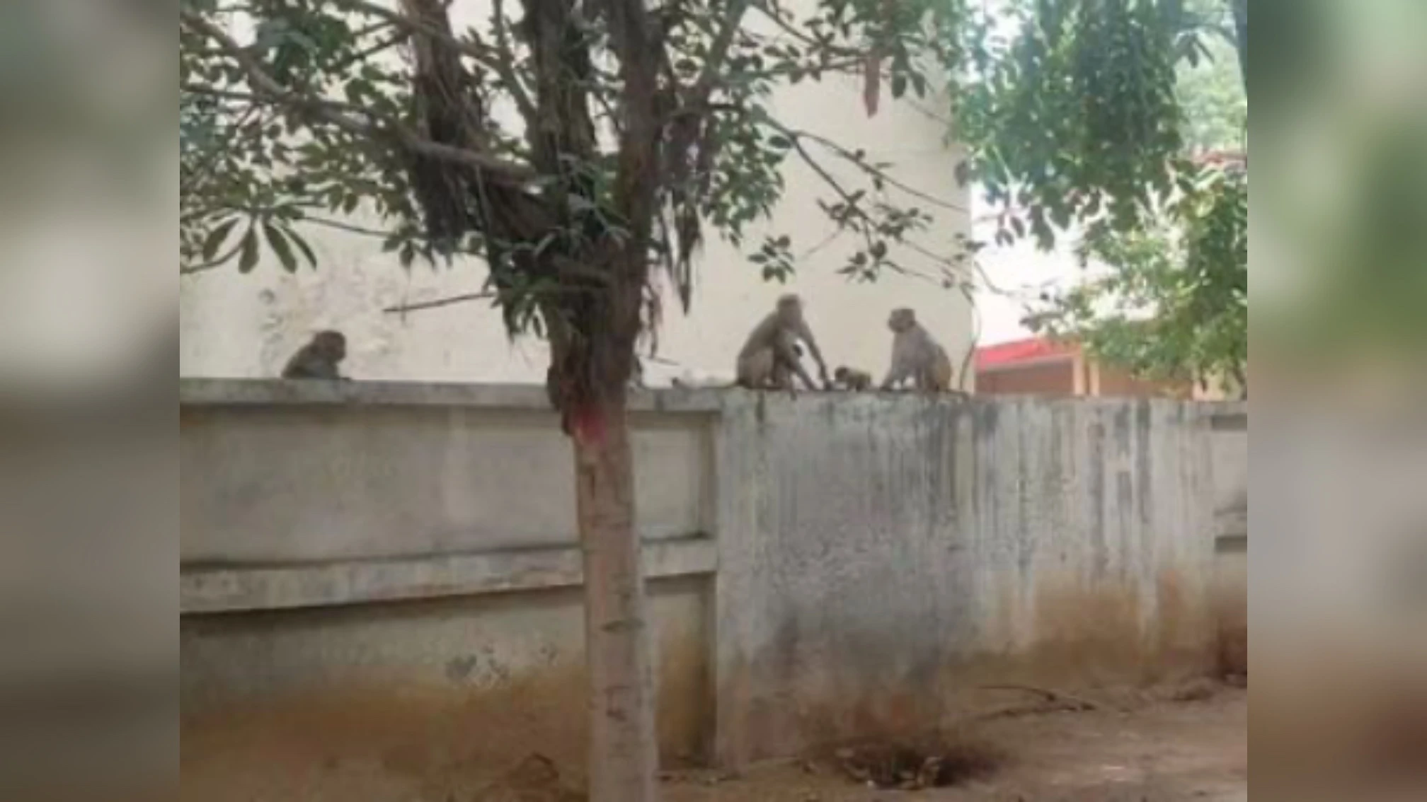 मुजफ्फरनगर: SSP ऑफिस में बंदरों का धावा, एक घंटे तक मचा हड़कंप