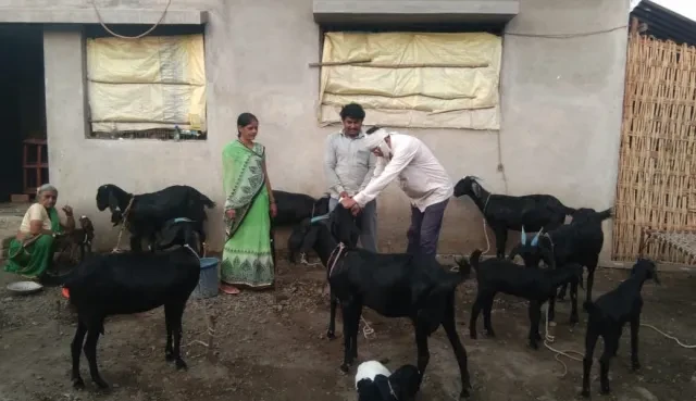 भेड़-बकरियों में मिला खतरनाक परजीवी, इंसानों तक फैल सकता है जानलेवा संक्रमण
