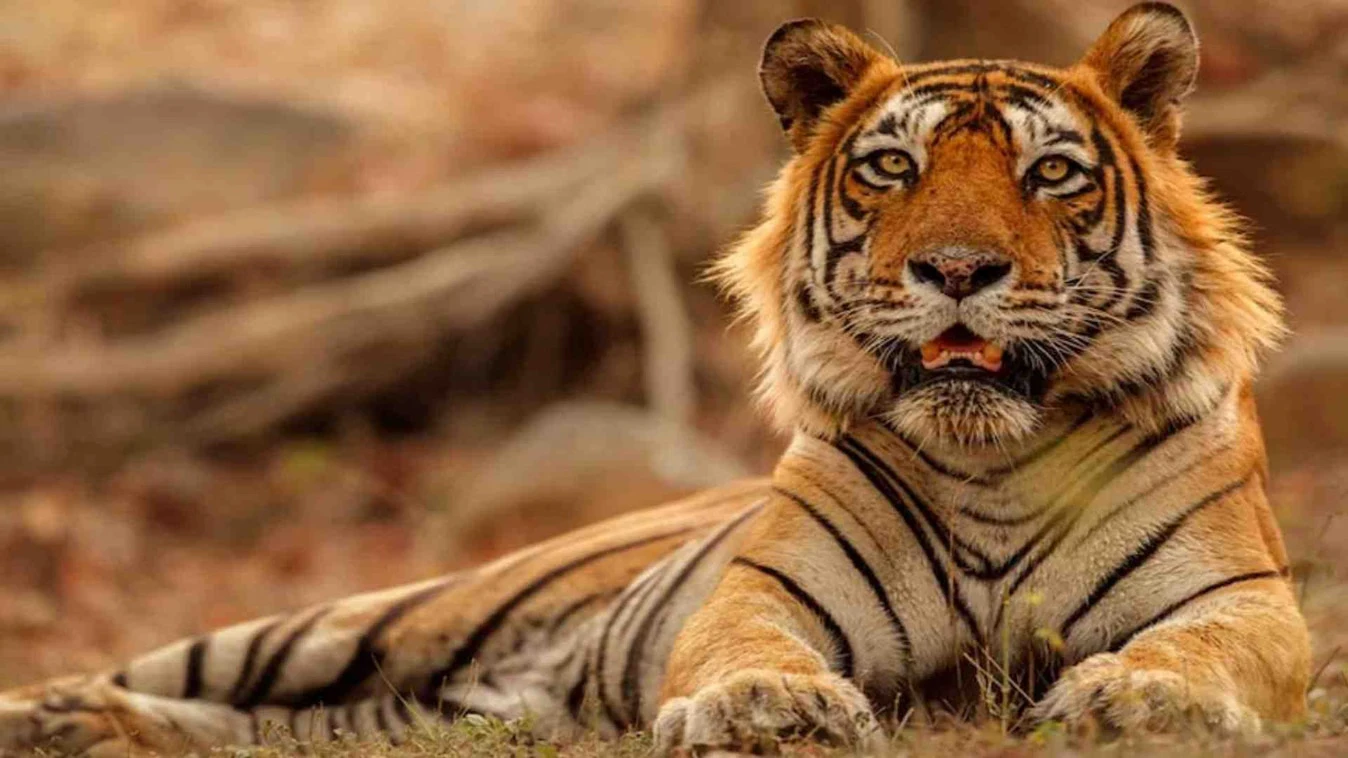 राजाजी टाइगर रिजर्व में बाघों की वापसी की तैयारी, कार्बेट से आएंगे 5 टाइगर