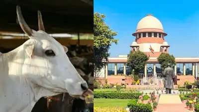 गाय-बछड़े के वध पर रोक वाले मद्रास हाई कोर्ट के आदेश पर सुप्रीम कोर्ट की रोक