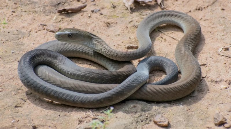 बागपत में युवक को चार महीने में तीसरी बार सांप ने डसा, इलाज के बाद बची जान