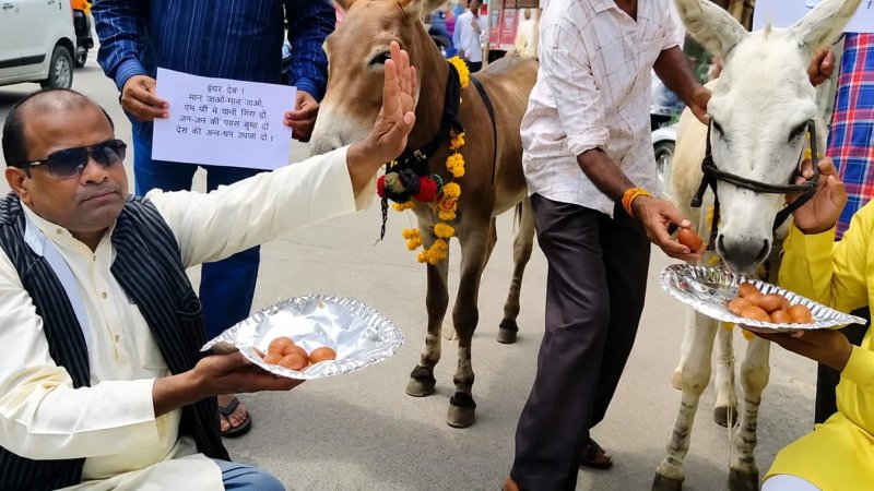 बारिश की दुआ के लिए भोपाल में कांग्रेस का अनोखा टोटका, गधों को खिलाए गुलाब जामुन