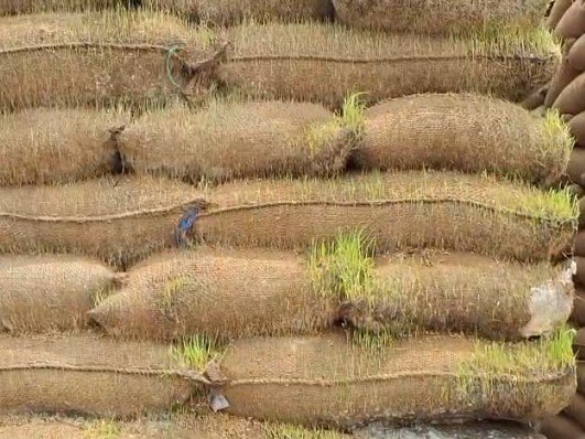 पन्ना में खुले में सड़ रहा हजारों क्विंटल धान, सरकारी व्यवस्था पर उठे सवाल