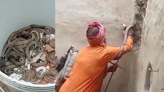 अंबेडकरनगर: घर से निकले 25 सांप और कोबरा, घंटों की मशक्कत के बाद सपेरे ने किया रेस्क्यू