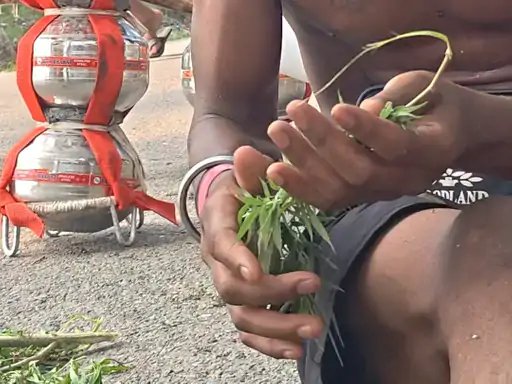 मुजफ्फरनगर: ‘बाबा जी की बूटी’ के नाम पर भांग तैयार करते दिखे कांवड़िए, वायरल वीडियो ने छेड़ी नई बहस