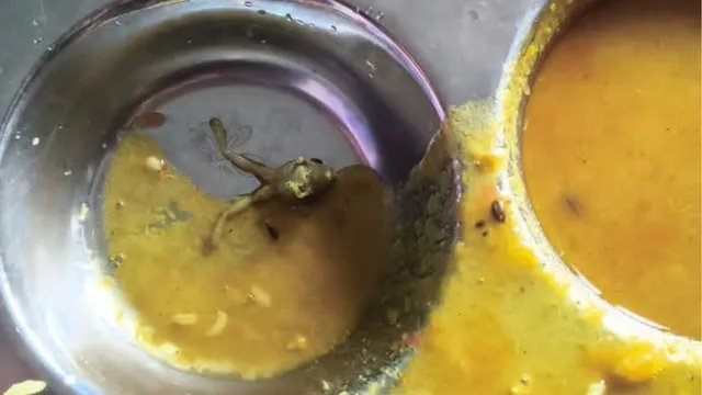 महराजगंज जवाहर नवोदय विद्यालय की दाल में मिला मरा हुआ मेंढक, छात्रों ने किया हंगामा