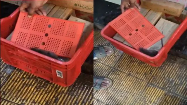 ठाणे में आइसक्रीम फ्रीजर में दौड़ता दिखा चूहा, क्विक-कॉमर्स स्टोर की सफाई पर सवाल