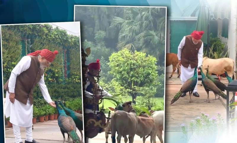 गायों को चारा, मोर को दाना खिलाते दिखे PM मोदी, शेयर किया सुबह की दिनचर्या का VIDEO
