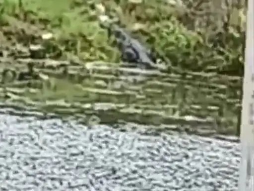 मुजफ्फरनगर: शुकतीर्थ की आबादी में घुसा मगरमच्छ, बारिश के बाद जलभराव से मचा हड़कंप