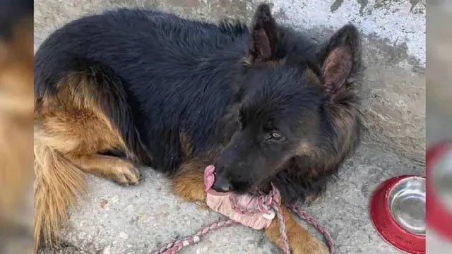 गोली लगने के बाद भी मिशन में डटा रहा टाइसन, आतंकियों की लोकेशन खोजने वाले आर्मी डॉग को मिला सम्मान