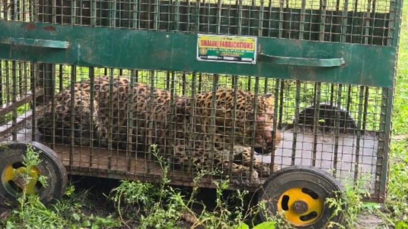 बिजनौर में पिंजरे में कैद हुआ नर गुलदार, ग्रामीणों ने ली राहत की सांस