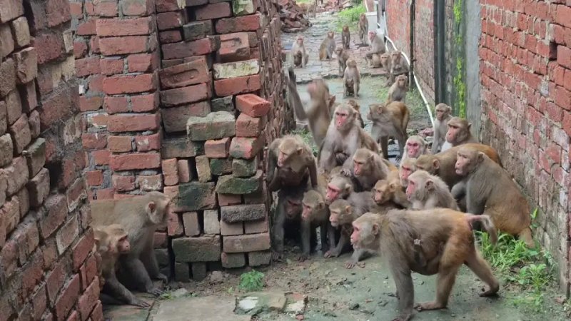 एटा में बंदरों के दो झुंडों की भिड़ंत, आधे घंटे तक सड़क पर थमा रहा यातायात