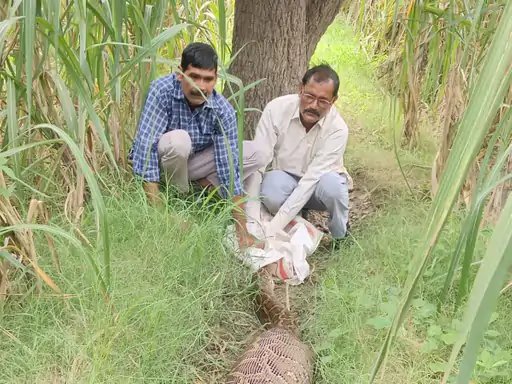 मुजफ्फरनगर: खेत में दिखा विशालकाय अजगर, ग्रामीणों में मचा हड़कंप; वन विभाग ने किया रेस्क्यू